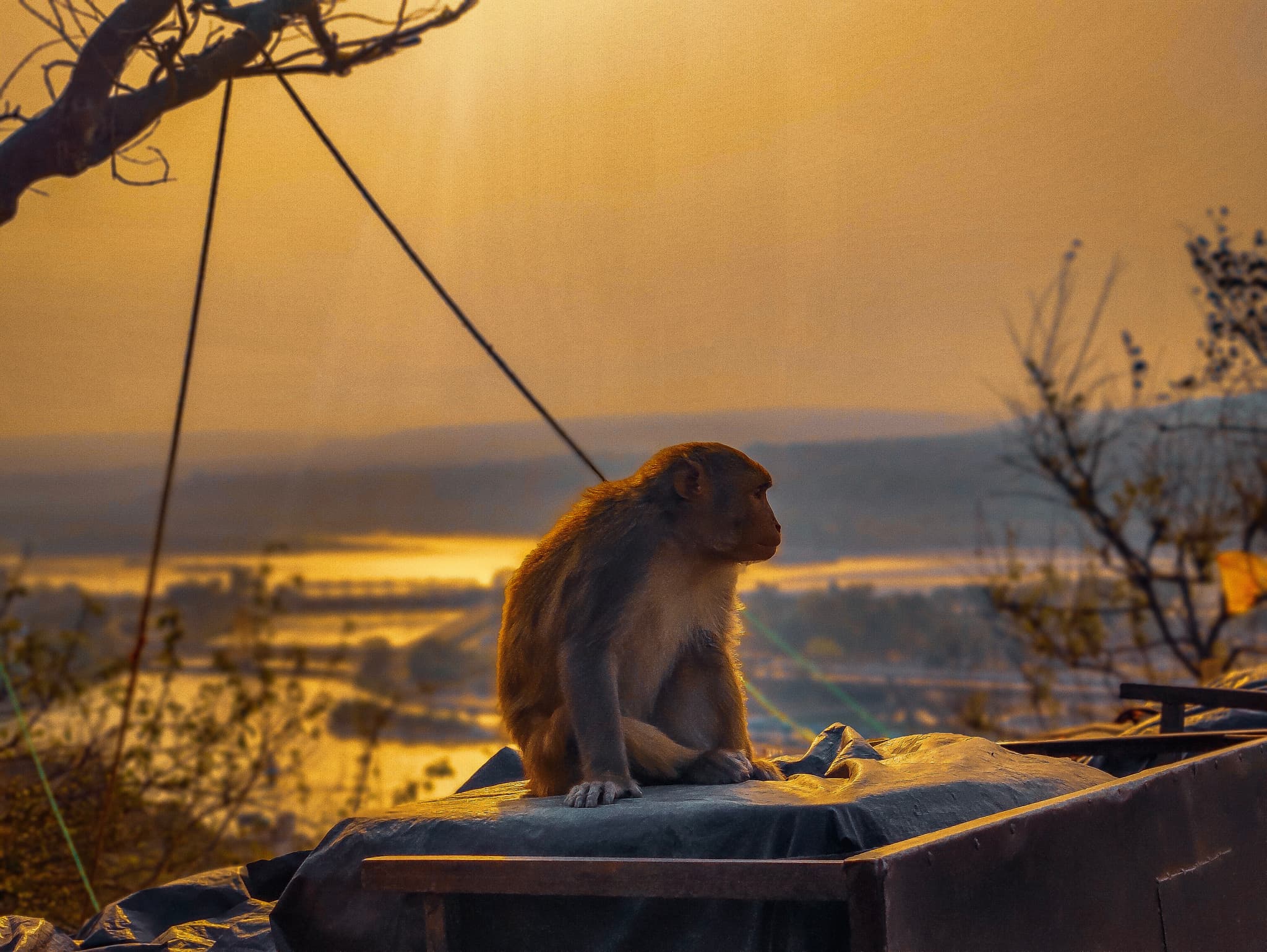 A Monkey sitting